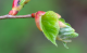 Https www mon herboristerie com blog wp content uploads 2017 05 sp tilleul bourgeon