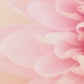 Calme luxe et volupte 1200 x 400 px zip 28