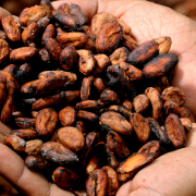 Olfe a cacao imbolc 2